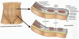 abdominal layers